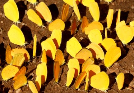 TAILED ORANGE (Pyrisitia proterpia) (9-5-2018) nogales, santa cruz co, az (2)