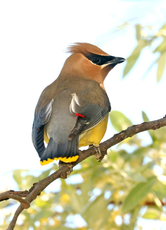 786 - CEDAR WAXWING (6-12-2018) custer co, mt -01