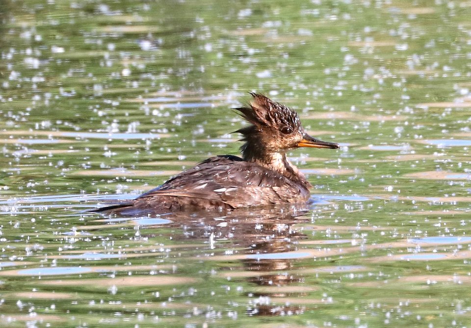 061 - HOODED MERGANSER (4-16-2017) female, patagonia lake, santa cruz co, az -01