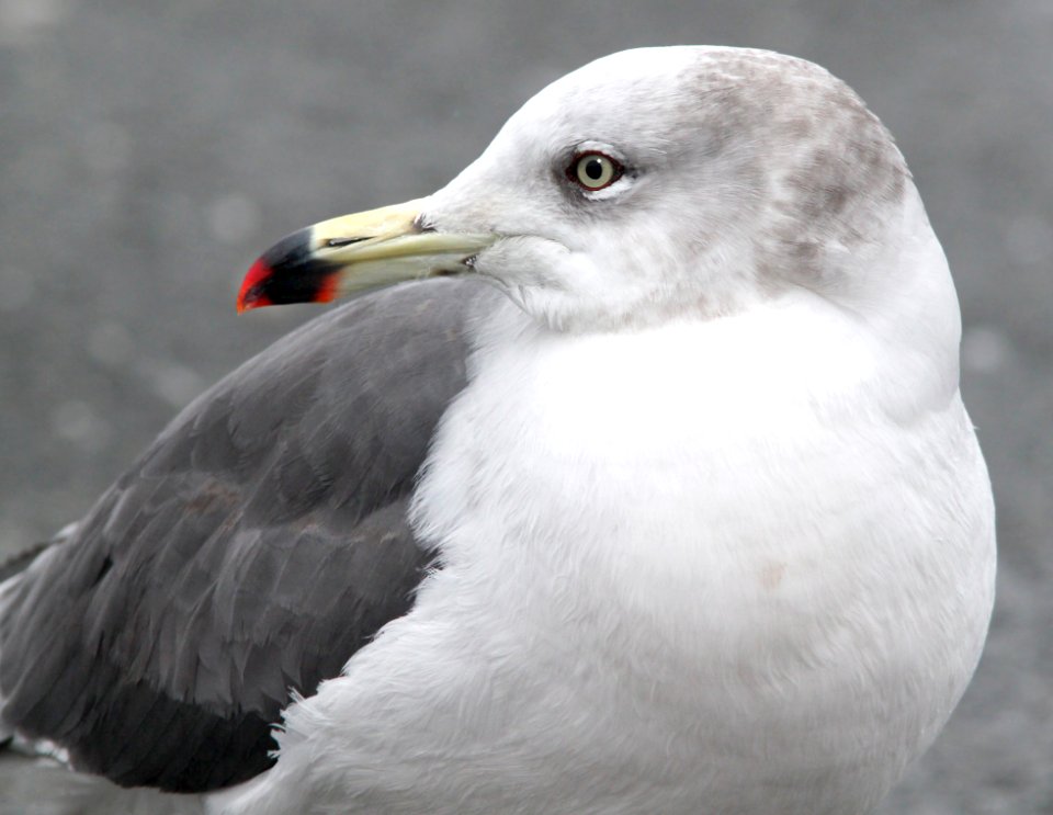 357 - BLACK-TAILED GULL (2-19-11) Quidi Vidi Lake, St John's, Newfoundland   (6)
