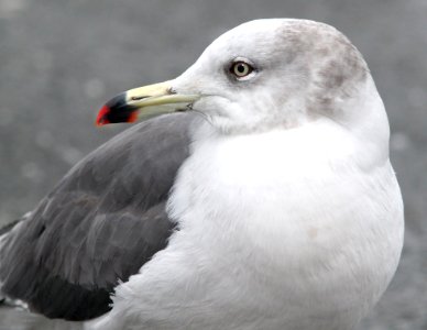 357 - BLACK-TAILED GULL (2-19-11) Quidi Vidi Lake, St John's, Newfoundland   (6)