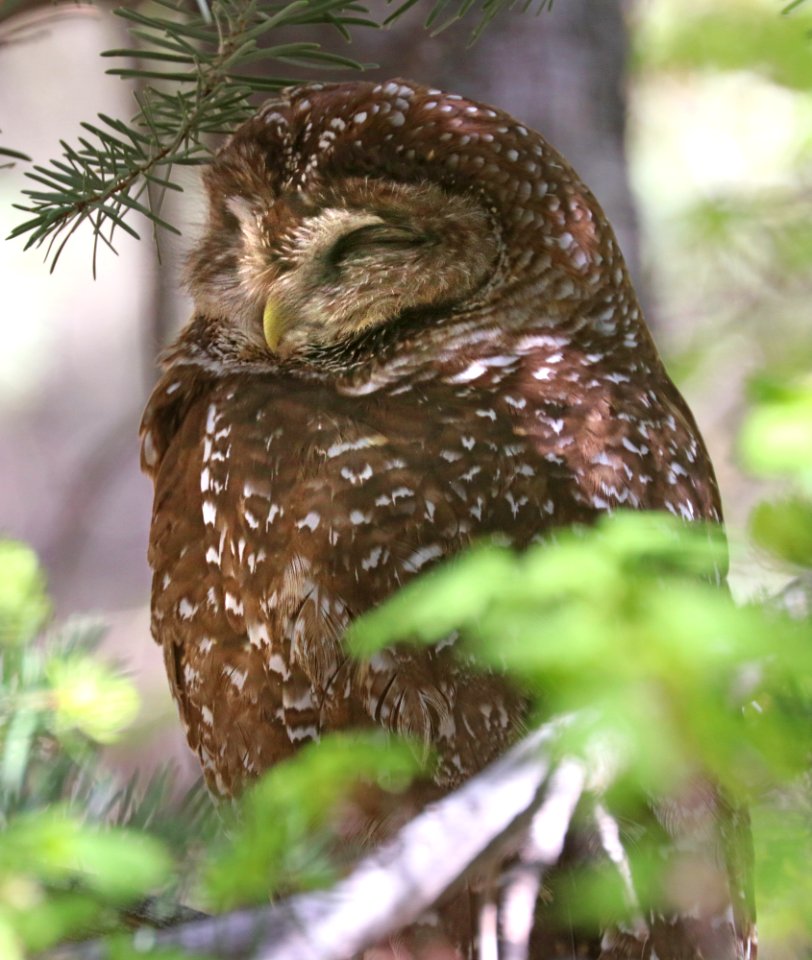 463 - SPOTTED OWL (4-25-2020) hunter canyon, huachuca mts, cochise co, az -01