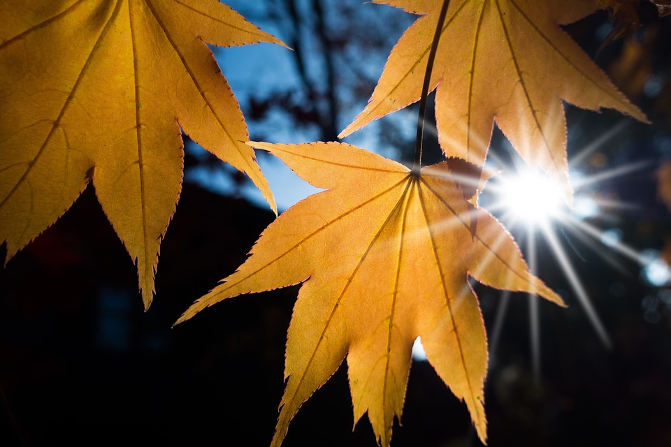 Leaves yellow orange