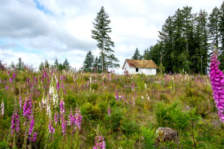 2019-6 Foxglove Farm-3670