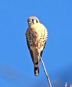 549 - AMERICAN KESTREL (3-2-2018) paton's, patagonia, santa cruz co, az -02