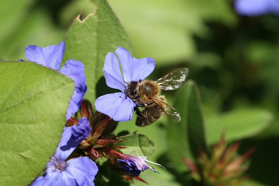 Flower plant insect photo