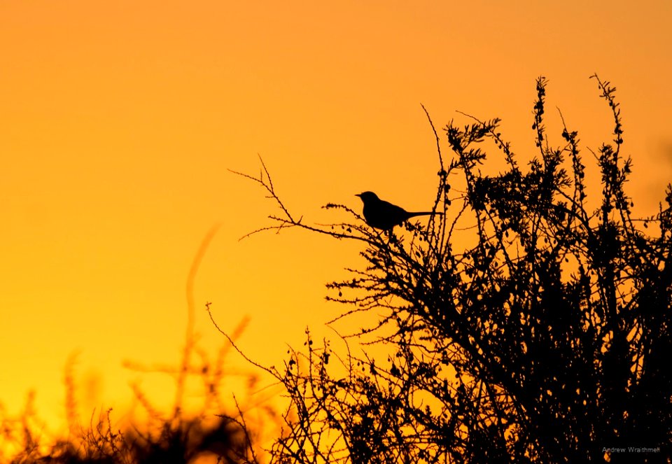 Northern Mockingbird