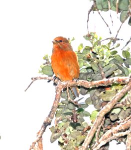 AKEPA (8-30-2017) hakalau forest national wildlife refuge, hawaii co, hawaii -02 imm male