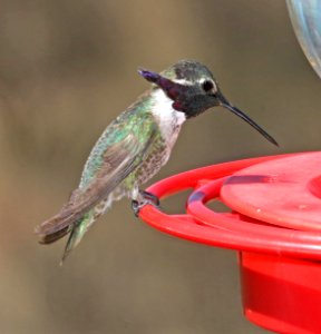 501 - COSTA'S HUMMINGBIRD (3-17-2017) 78 circulo montana, patagonia lake ranch estates, scc, az -05
