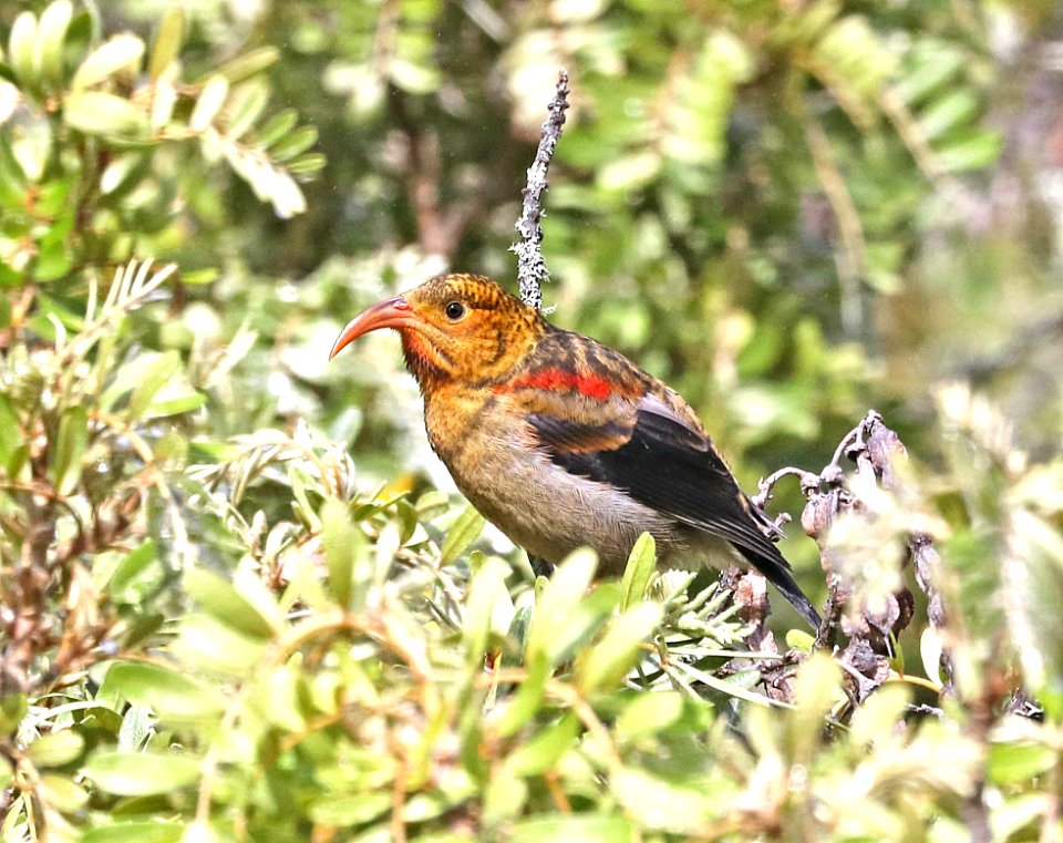 I'IWI (5-6-2018) hosmer grove, haleakala nat park, maui co, hawaii -03 imm