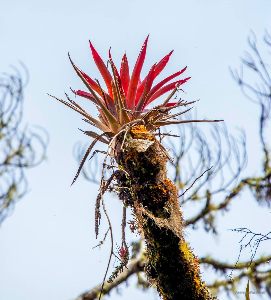 bromeliad