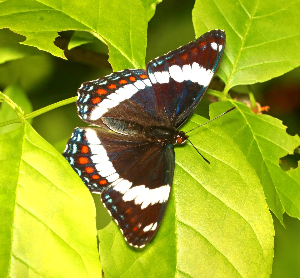 ADMIRAL, RED-SPOTTED (Linenites arthemis) (6-7-2018) rice lake n w r, aitkin co, mn -01