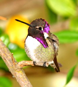501 - COSTA'S HUMMINGBIRD (4-14-07) male, east county, slo co, ca  (2)