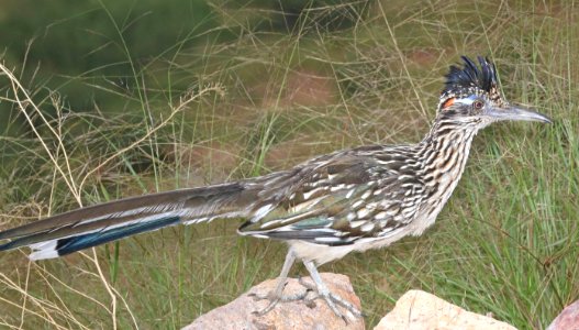 446 - GREATER ROADRUNNER (8-31-2015) 78 circulo montana, patagonia lake ranch estates, scc, az -02