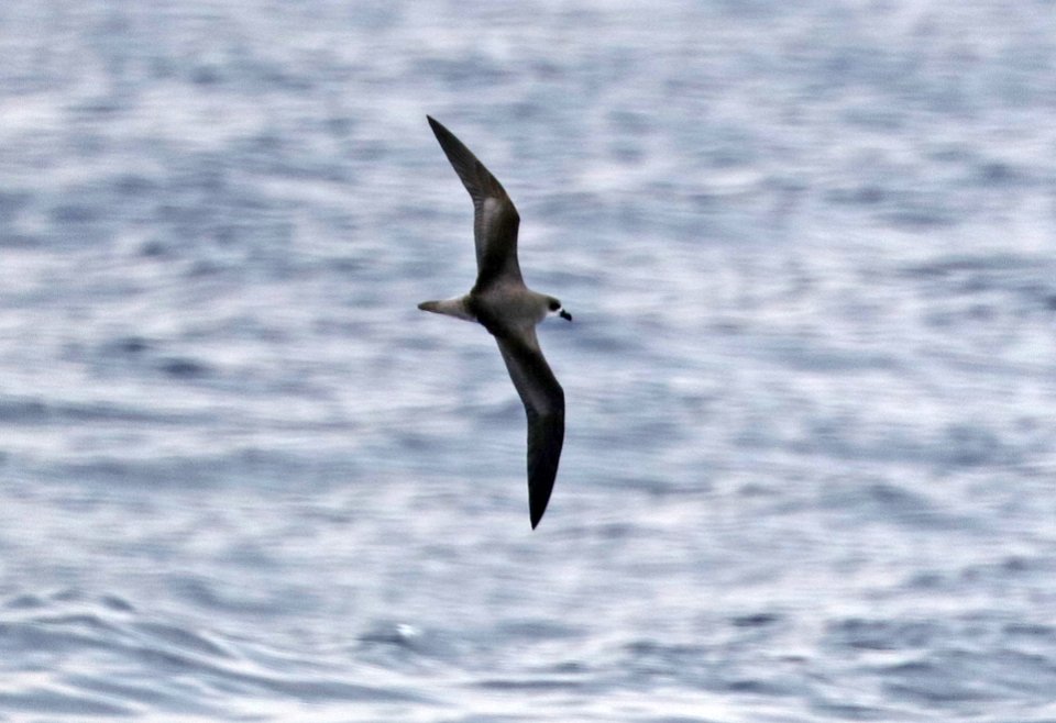 120 - FEA'S PETREL (5-31-2017) off hatteras, dare co, nc (4)