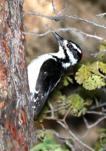 536 - HAIRY WOODPECKER (5-12-2017) devil's canyon, manti la sal national forest, san juan co, ut