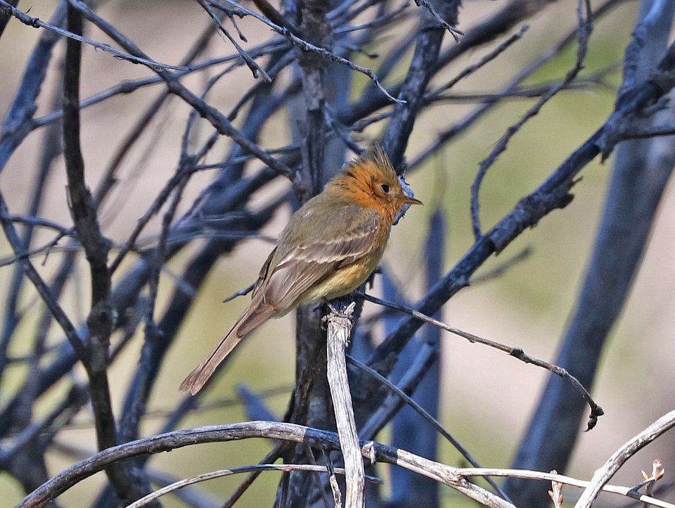 569 - TUFTED FLYCATCHER (4-19-2017) reef campground, huachuca mts, cochise co, az (16)