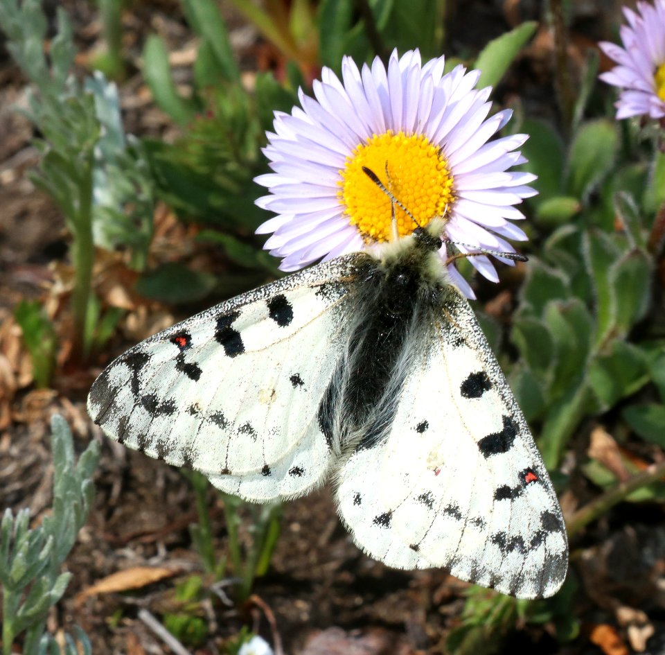 PARNASSIAN, ROCKY MOUNTAIN (Parnassius smintheus) (7-16-2020) 12300 ft, trail ridge pass, rocky mt nat park, larimer co, co -03