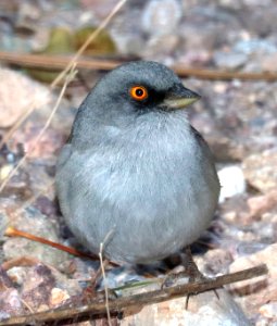 900 - YELLOW-EYED JUNCO (11-6-2020) garden canyon, ft huachuca, huachuca mts, cochise co, az -01