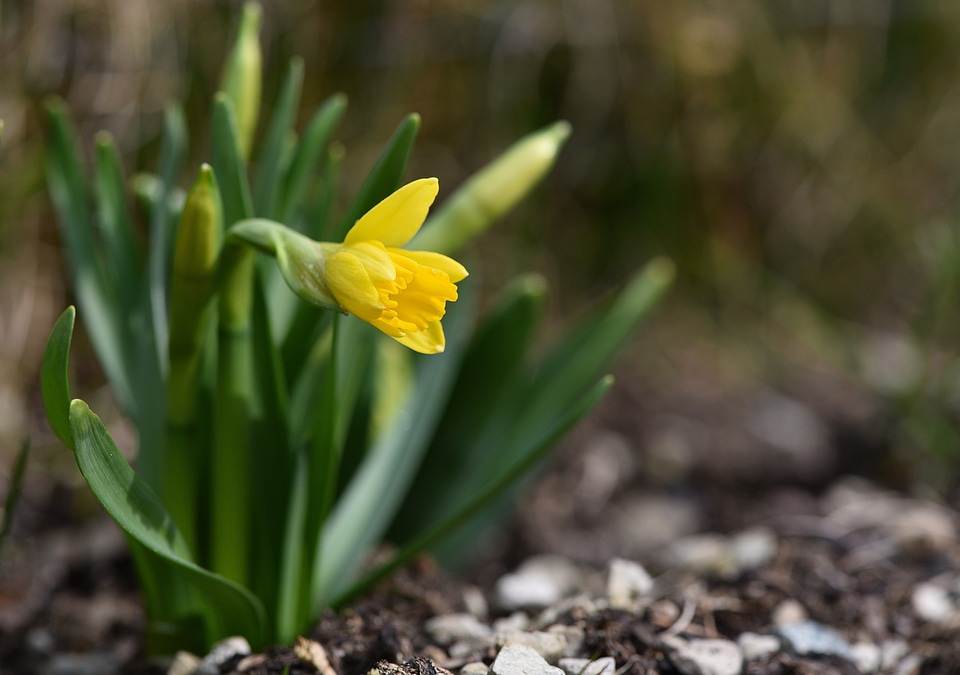 Spring flower garden spring