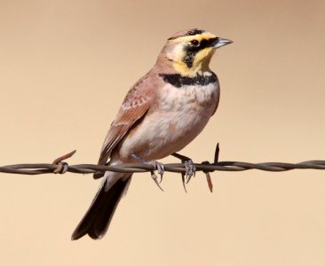 LARK, HORNED (12-5-10) san rafael grasslands, scc, az -04
