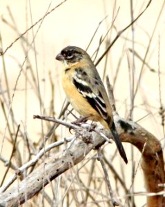 855 - MORELET'S SEEDEATER  (2-8-10) adult male, zacate creek, laredo, tx  (4)