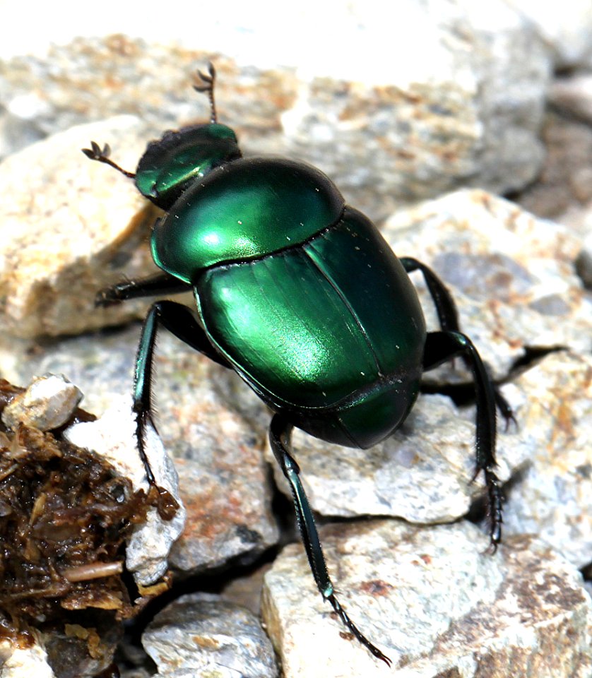 DUNG BEETLE (Canthon indigaceus) (7-25-12) box cyn road, pima co, az -01