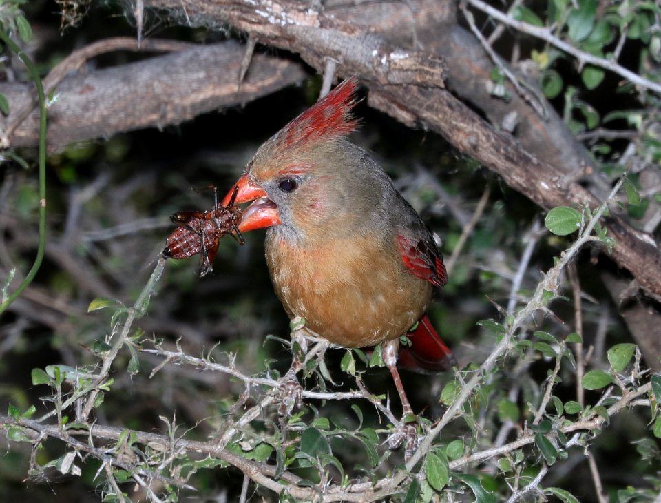 916 - NORTHERN CARDINAL (3-16-2017) patagonia lake, santa cruz co, az -03