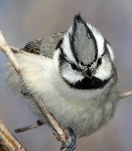 TITMOUSE, BRIDLED (2-9-13) Patagonia Lake, Santa Cruz Co, AZ -03