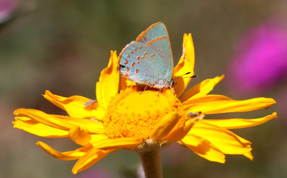 HAIRSTREAK, ARIZONA (Erora quaderna) (7-9-2020) upper hospital flats, mt graham, pinaleno mts, graham co, az -04