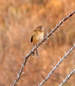 867 - BOTTERI'S SPARROW (12-16-2017) lake patagonia estates area, santa cruz co, az -01