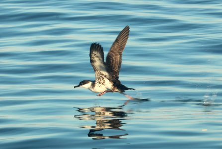 131 - GREAT SHEARWATER (9-15-2918) MAS pelagic trip, out of bar harbor, me -37