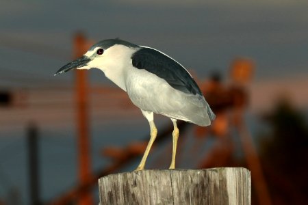 195 - BLACK-CROWNED NIGHT-HERON (4-26-2019) port isabel, cameron co, tx -01