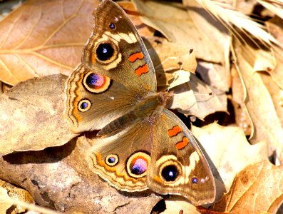 BUCKEYE, COMMON (junonia coenia) (7-16-08) canet rd, slo co, ca (1)