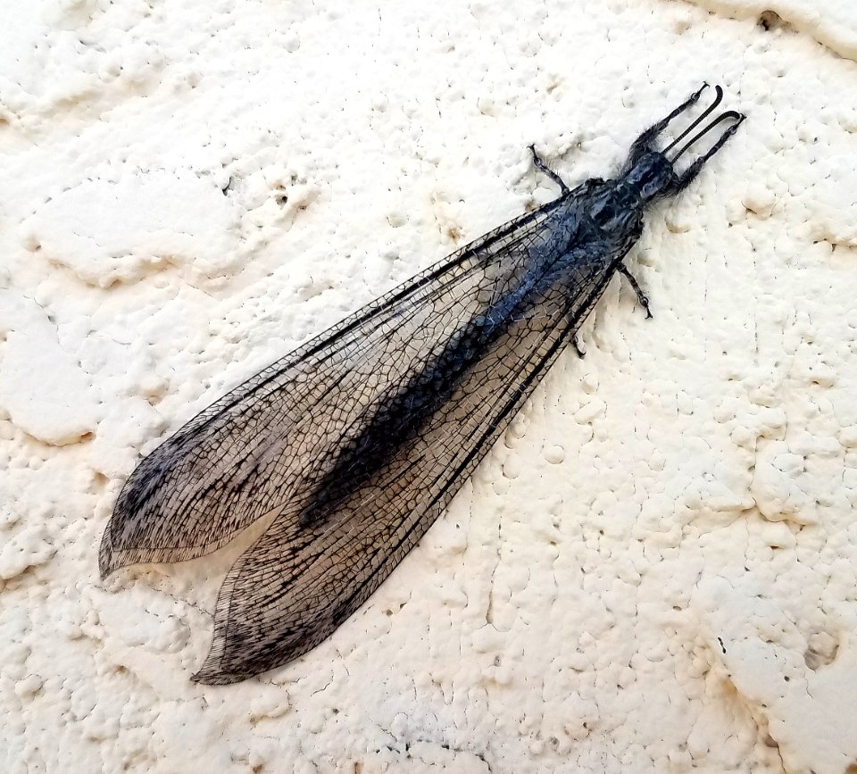 ANT LION (Vella fallax texana) (9-3-2019) approx 7 cm long, hereford, cochise co, az -01