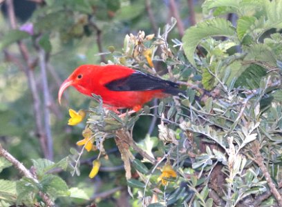 I'IWI (5-5-2018) hosmer grove, haleakala nat park, maui co, hawaii -01