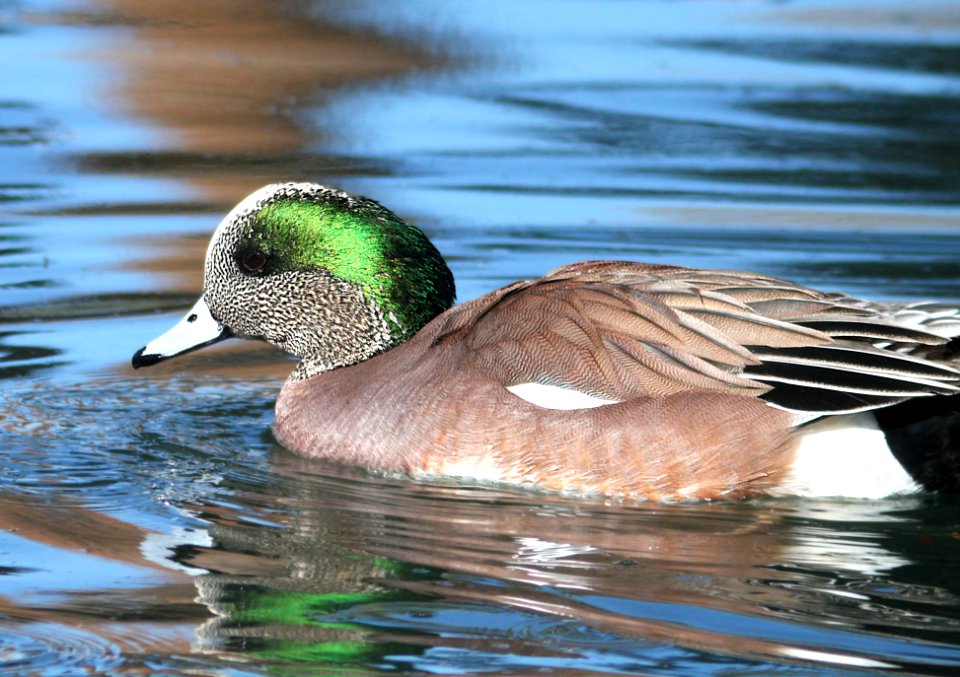 027 - AMERICAN WIGEON (1-30-13) encanto park, phoenix, maricopa co, az  (1)