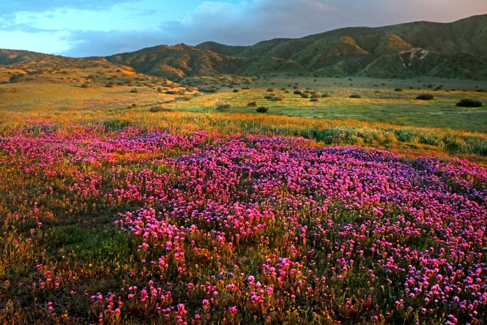 PADRONNES SPRINGS ROAD AREA, Carrizo Plain National Monument, San Luis Obispo Co, CA (4-9-2019) -06