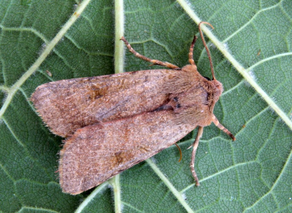 73.186. Agrochola lychnidis. (BF2267. Beaded Chestnut) IMG 0002