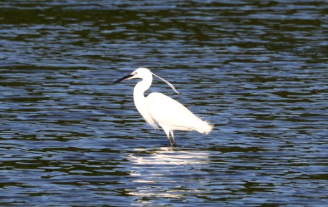 186 - LITTLE EGRET (6-11-2017) bombay hook nwr, delaware -06