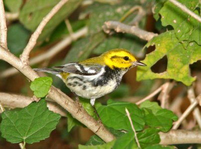 843 - BLACK-THROATED GREEN WARBLER (1-9-09) frontera aud, weslaco, tx  (1)