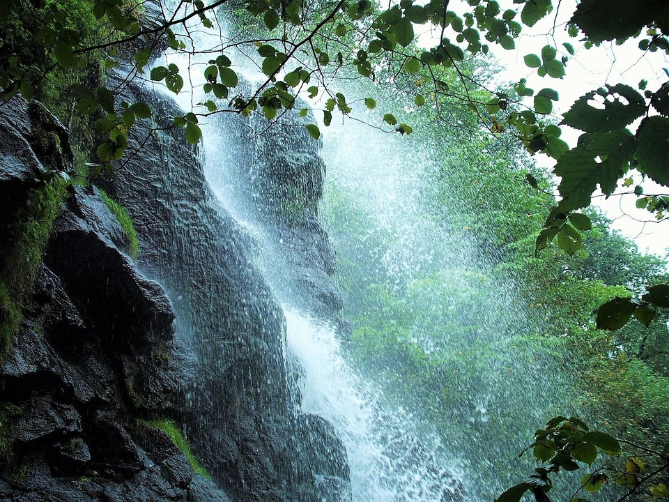 Murmur landscape forest