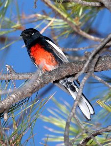 850 - PAINTED REDSTART (4-19-2018) upper humboldt canyon road, patagonia mountains, santa cruz co, az -02