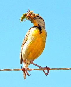 932 - EASTERN LILIAN'S MEADOWLARK  (8-10-12) san rafael grasslands, scc, az  (2)