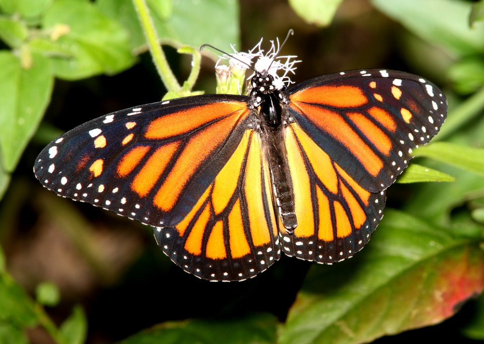 MONARCH (Danaus plexippus) (11-10-13) sabal palm audubon sanc, brownsville, tx -01