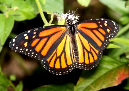 MONARCH (Danaus plexippus) (11-10-13) sabal palm audubon sanc, brownsville, tx -01