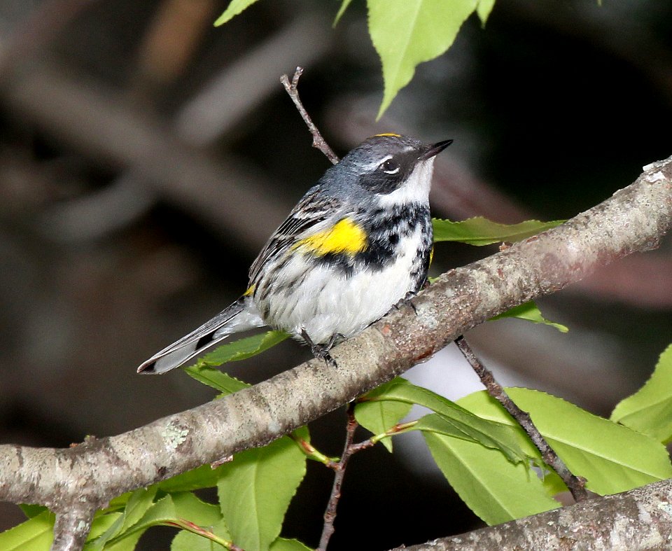 835 - MYRTLE WARBLER (5-21-2015) barre, worcester co, ma