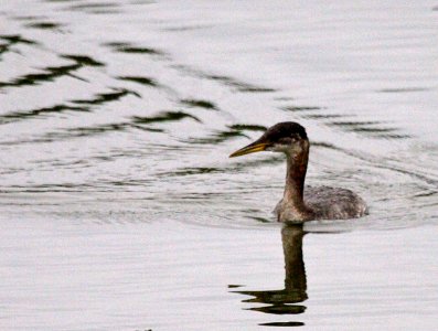 Red-necked Grebe photo