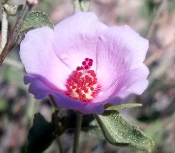 DESERT HIBISCUS (Hibiscus denudatus) (10-13-2019)WHETSTONE MTS, Karchner Caverns Foothills Trail, Cochise Co, Az