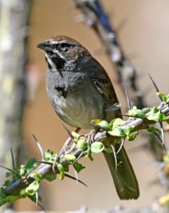 879 - FIVE-STRIPED SPARROW (4-23-2020) california gulch, santa cruz co, az -11